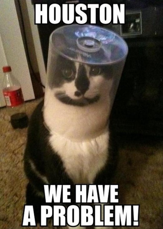 houston-problem-cat-stuck-head.jpg